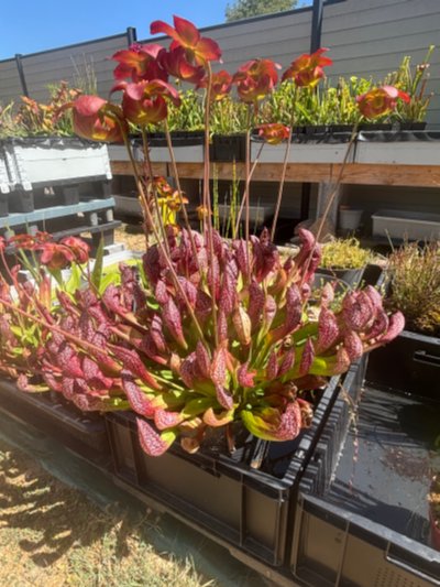 Photo de plante