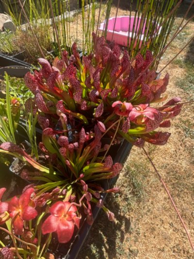 Sarracenia psittacina 'Scarlet Belle'
