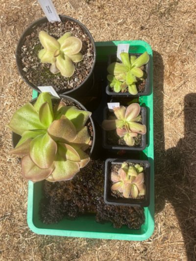 Photo de plante