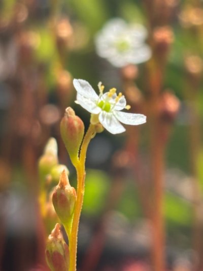 Photo de plante