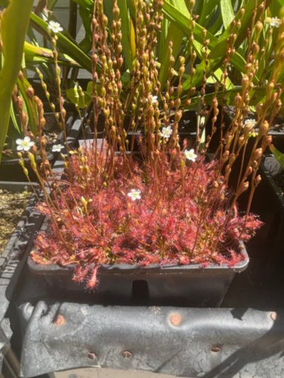 Plant photo