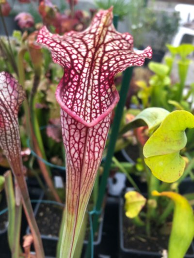 Sarracenia "White mamba"