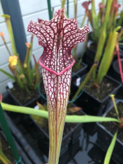 Plant photo