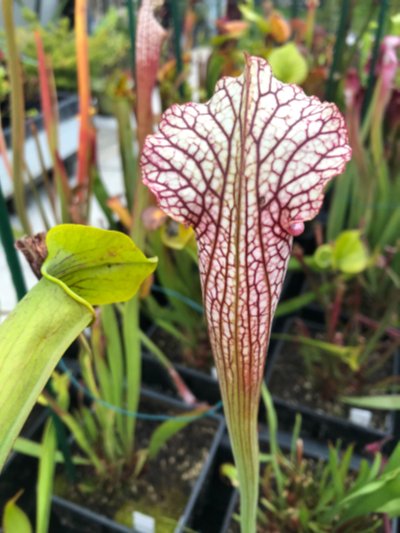 Sarracenia "White mamba"