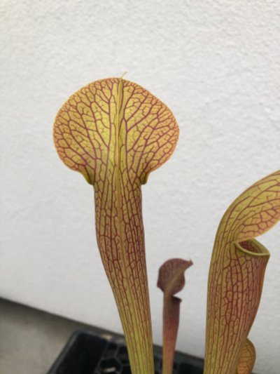 Sarracenia alata var. rubrioperculata "Purple throat giant"