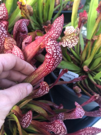 Sarracenia psittacina 'Scarlet Belle'