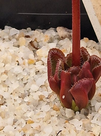Drosera erythrorhiza subsp. squamosa