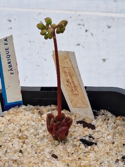 Photo de plante