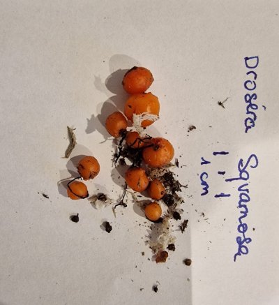 Drosera erythrorhiza subsp. squamosa