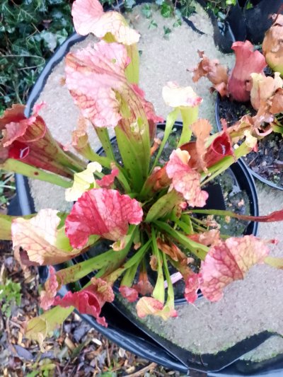 Sarracenia "Fiona"