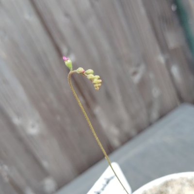Drosera spatulata