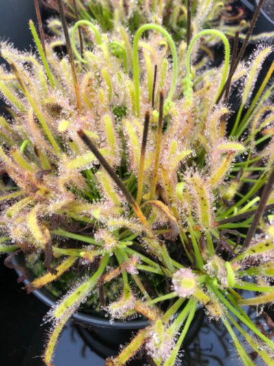 Drosera capensis "alba"