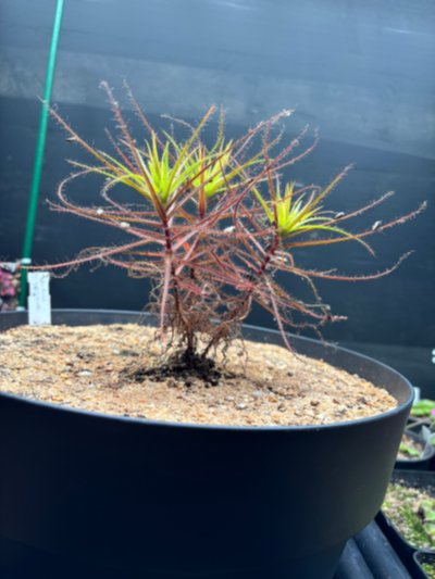 Plant photo