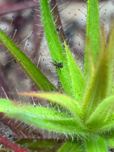Plant photo
