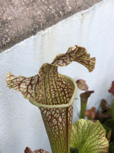 Sarracenia "Nahadj"