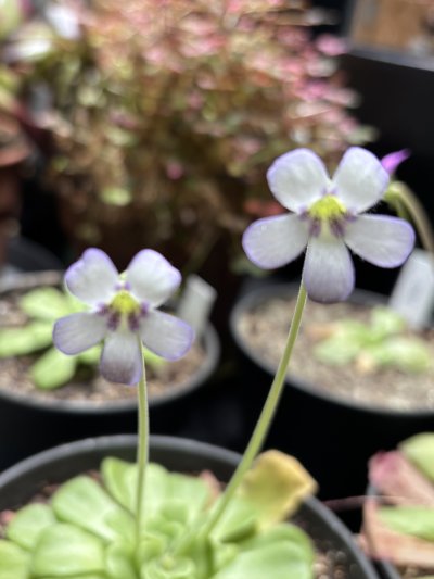 Pinguicula agnata